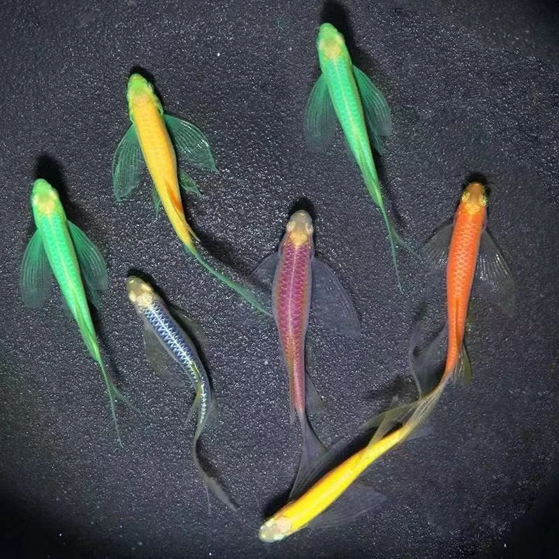 蝶翼斑马鱼长尾长鳍热带淡水观赏鱼好养活适合新手