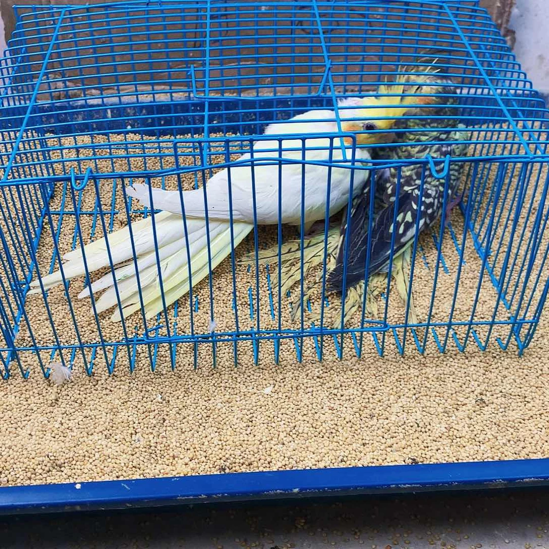 妮***跳虎皮鹦鹉牡丹一如