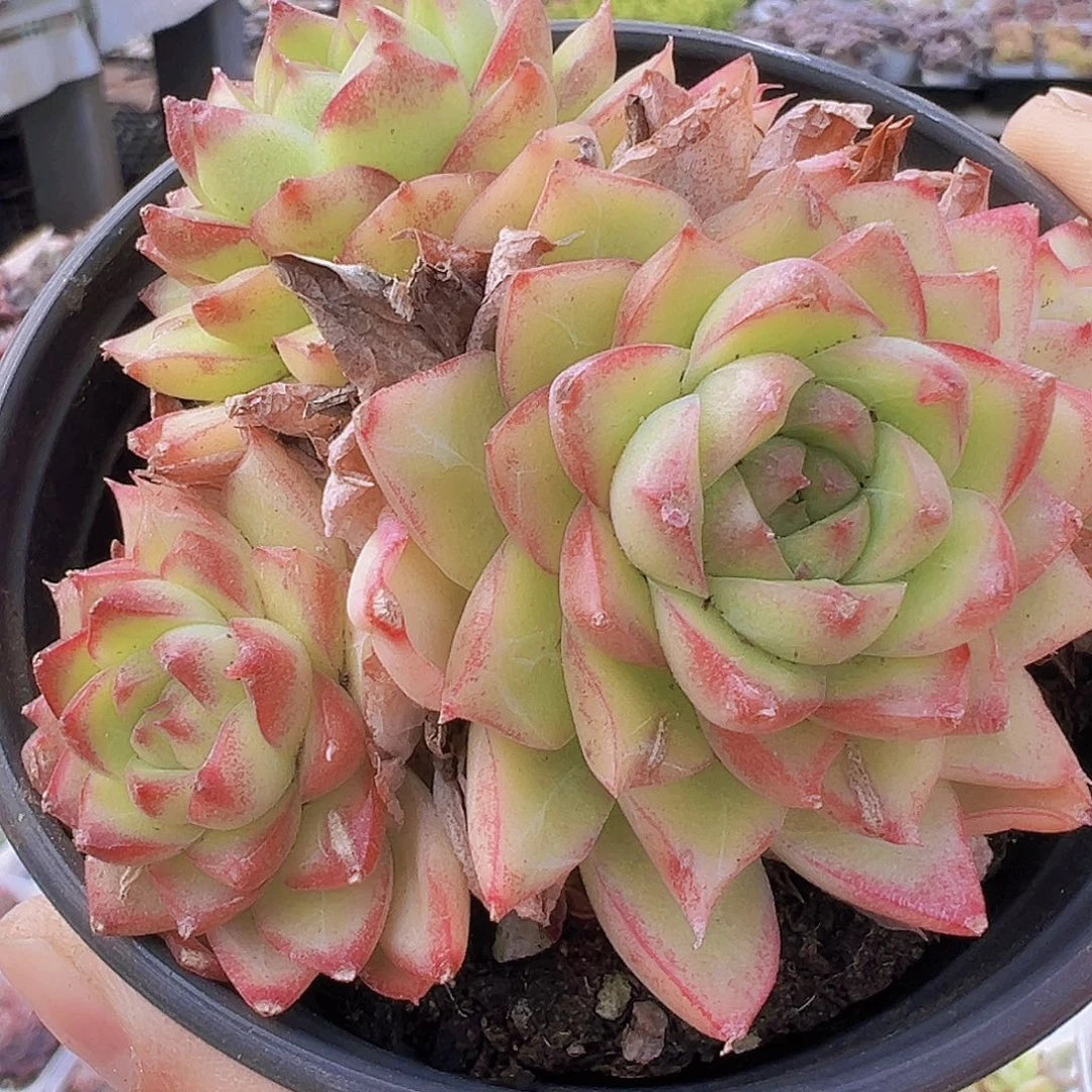 女王麦秆19包邮多肉植物