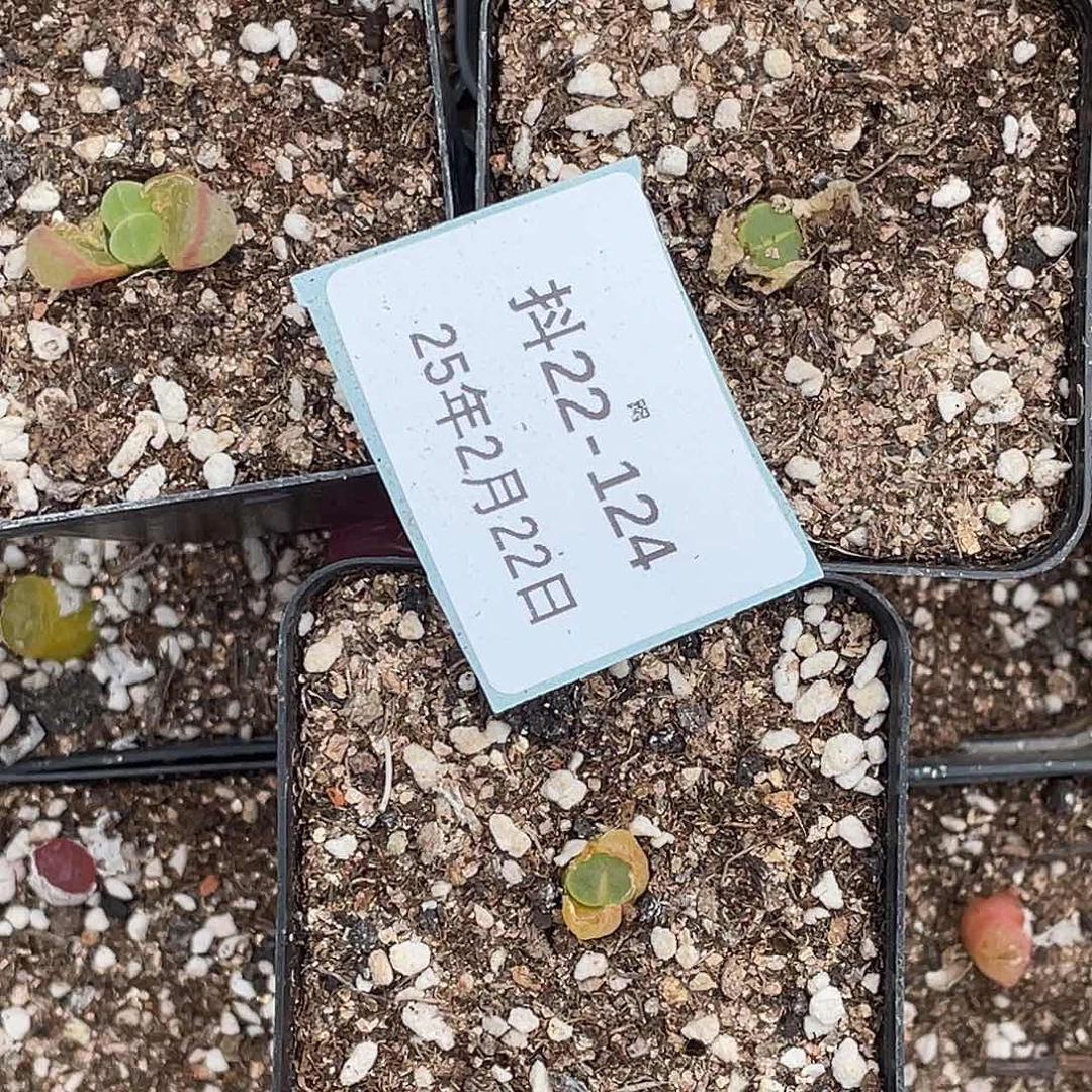 姬**君22-124肉锥多肉植物