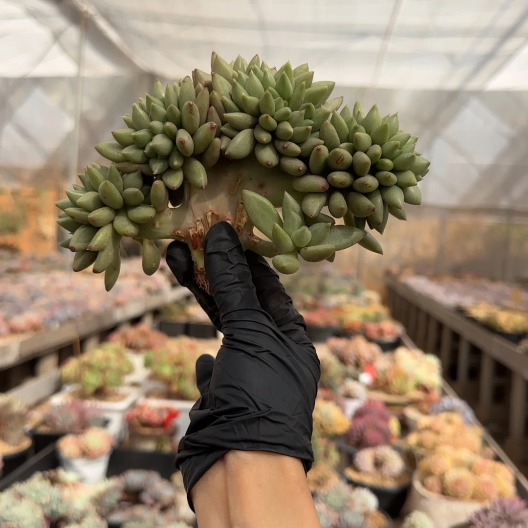 5047。       米其林缀多肉