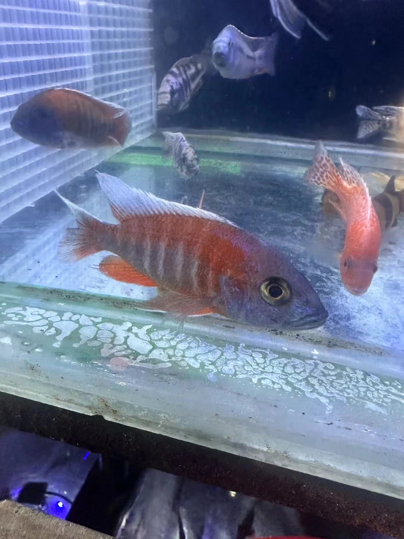 三湖慈鲷自然发色公鱼