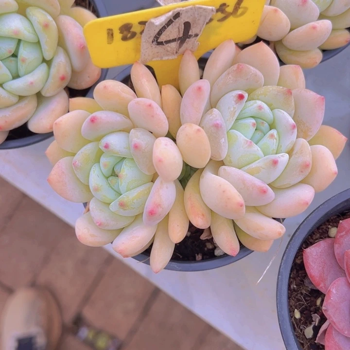 健健康康平平安安