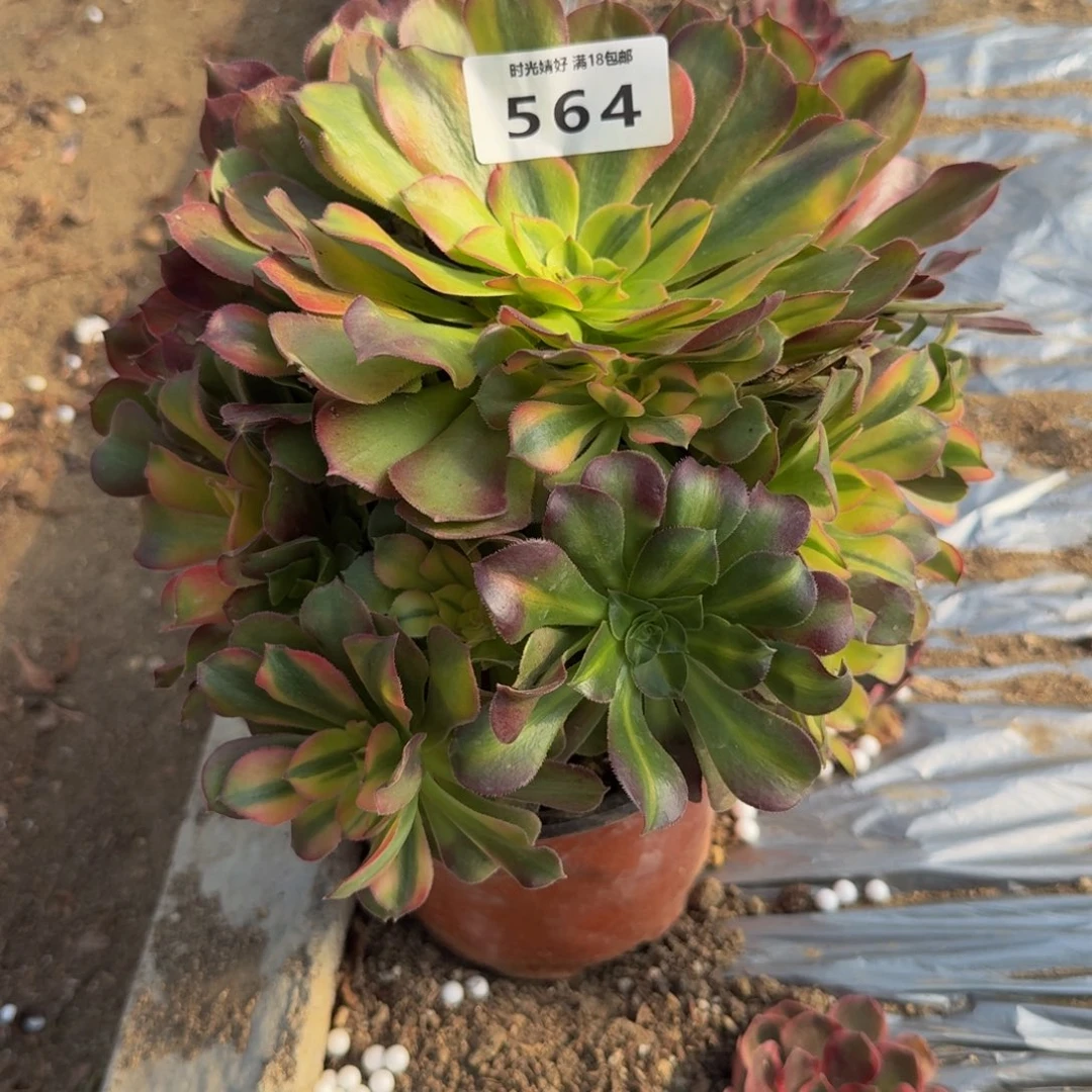 564洛神。多肉植物