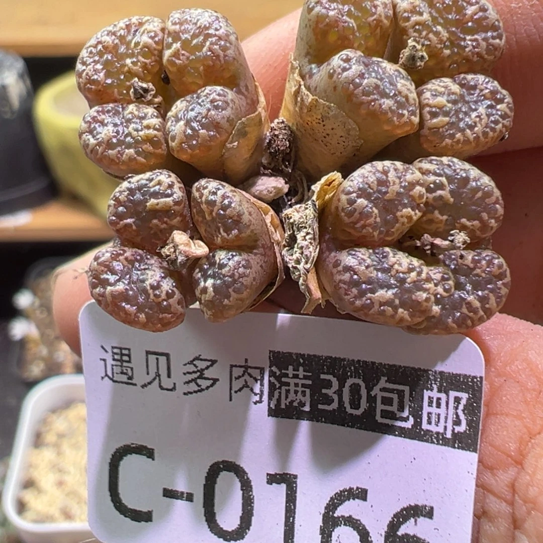 多肉植物111111111111