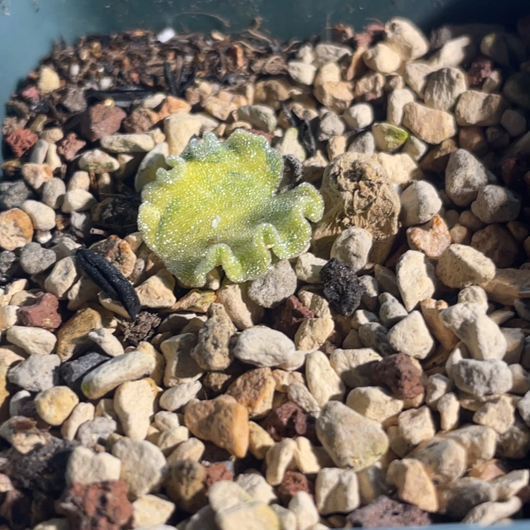 冰晶海带锦植物一物一拍