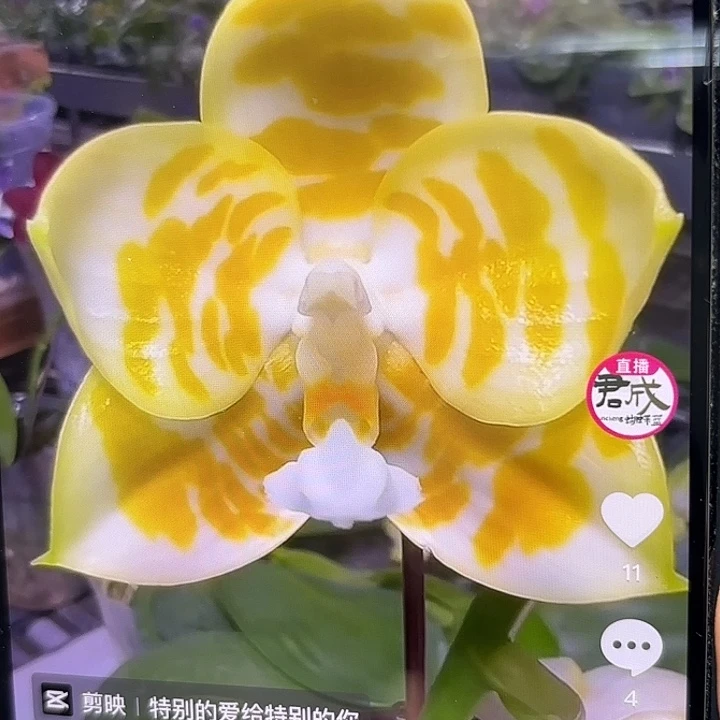 当前无花栽培后可以开花绿情歌