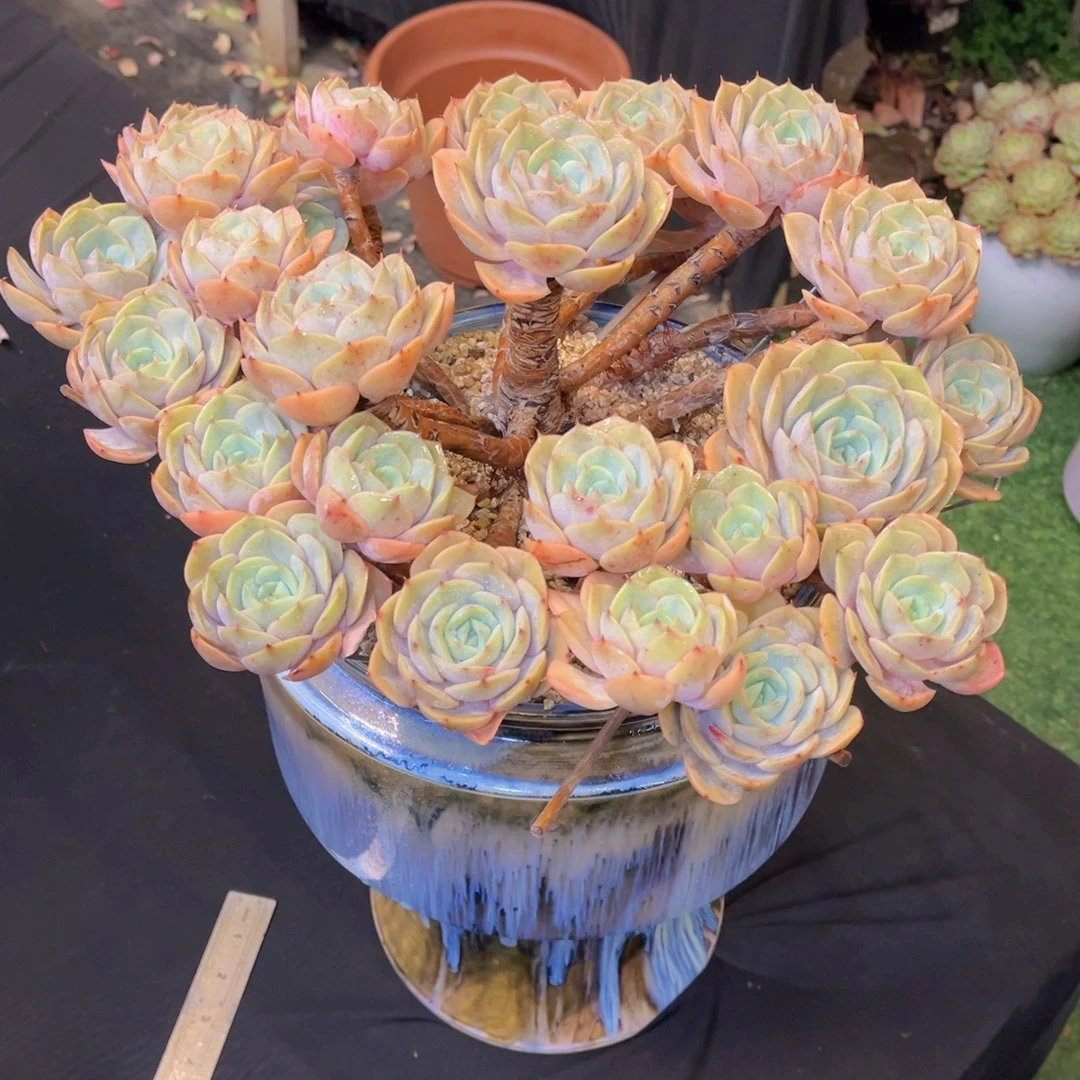 阑**院蓝色苍鹭不带盆