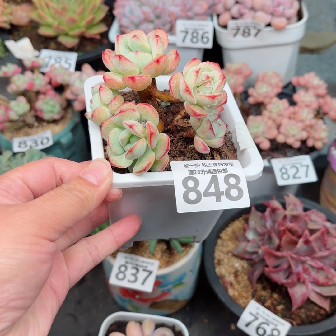 香草老桩无盆土发货