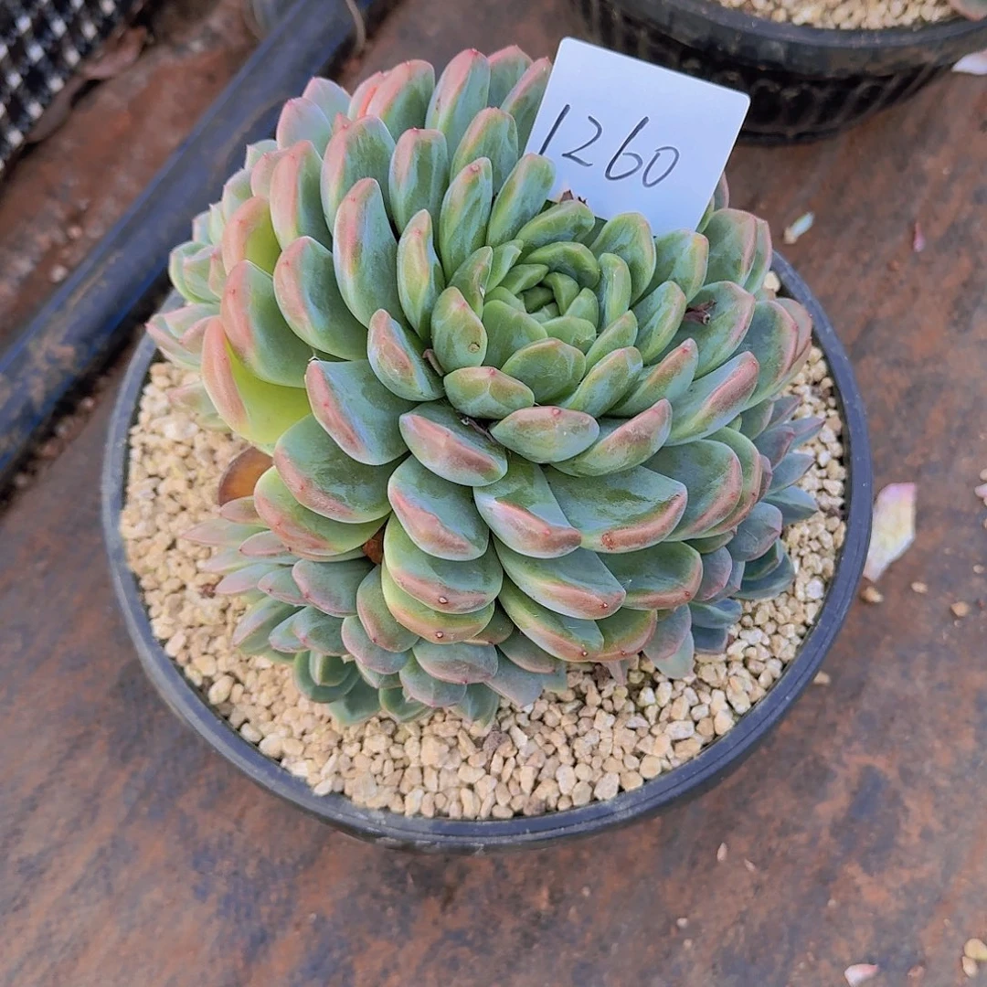 W***e1260爱神多肉植物