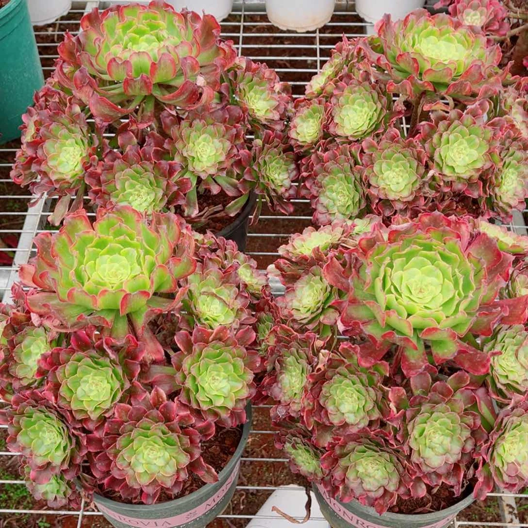 模特潘多拉量拍多肉法师一个