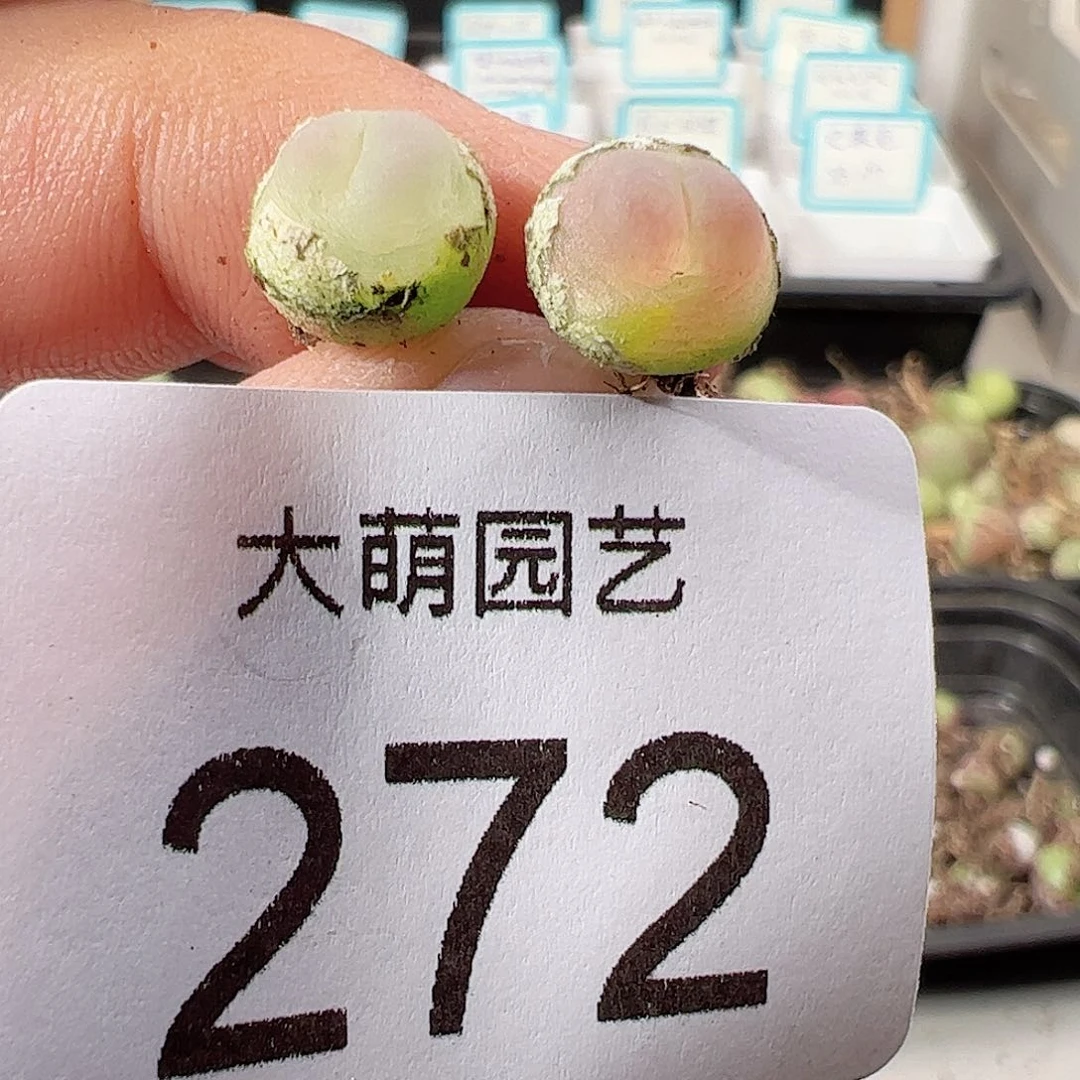 0000272 一物一拍……