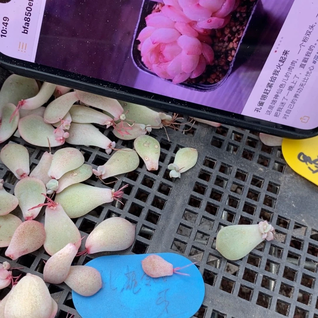 纯叶片孔雀翎3片多肉叶子