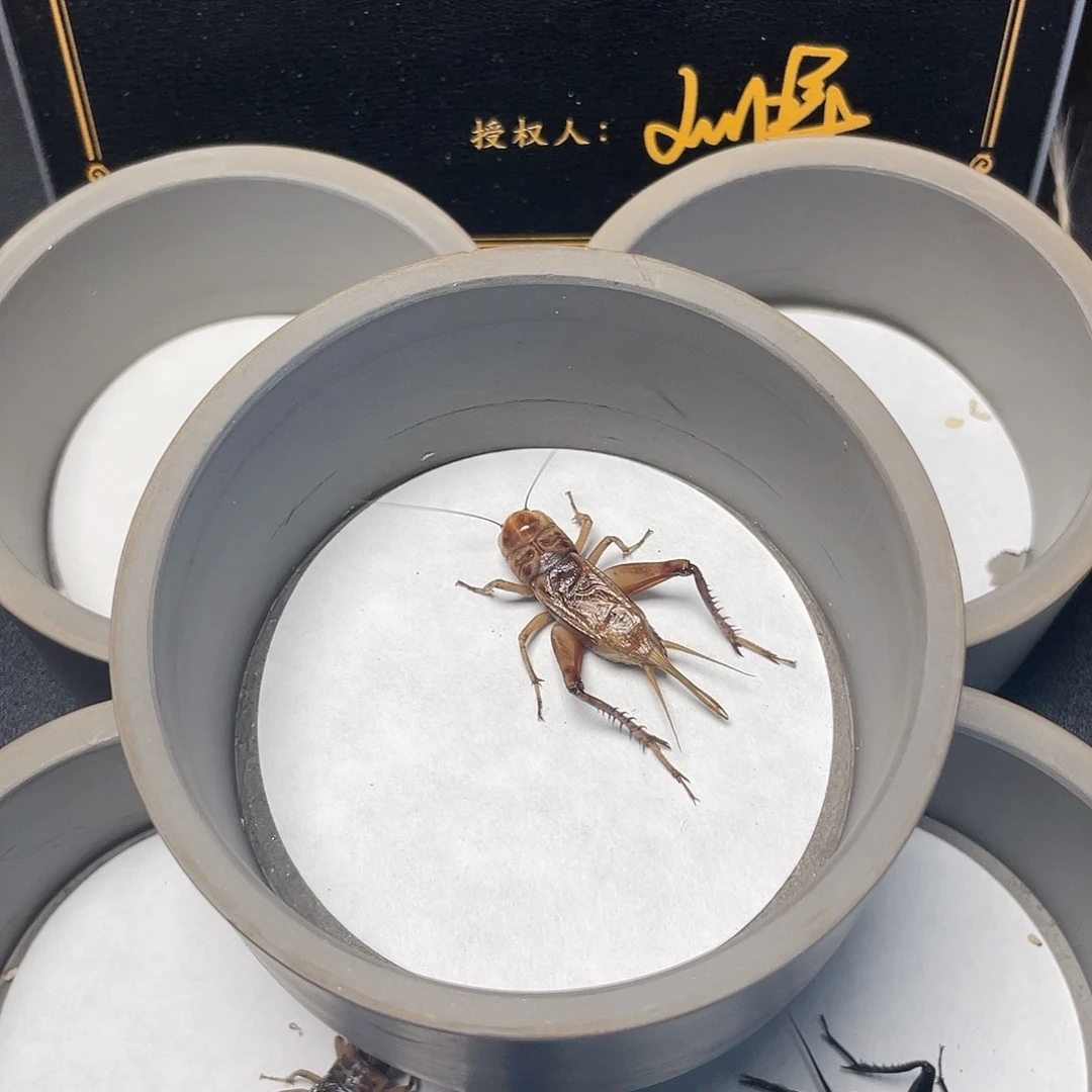 木老刘黑虫精品小冰糖紫两条