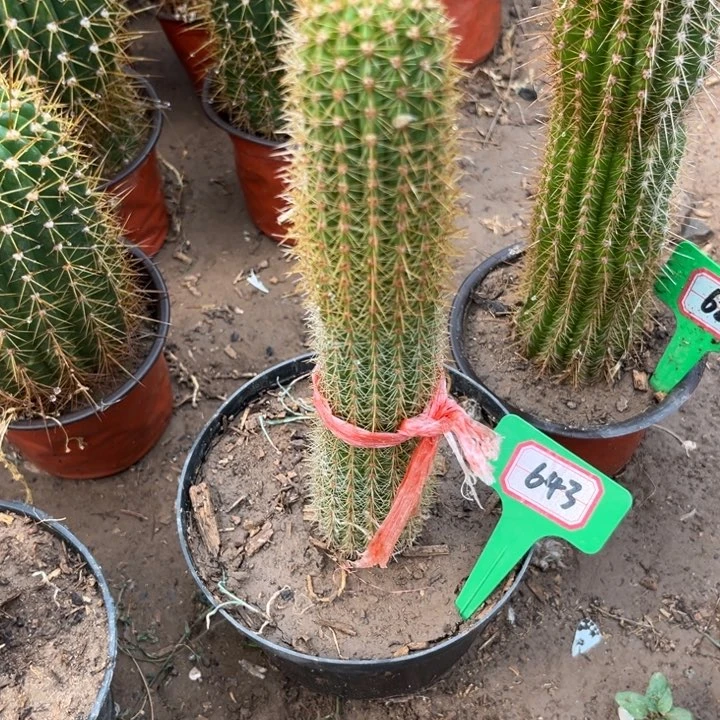 燕*643。金妞时光。。。。