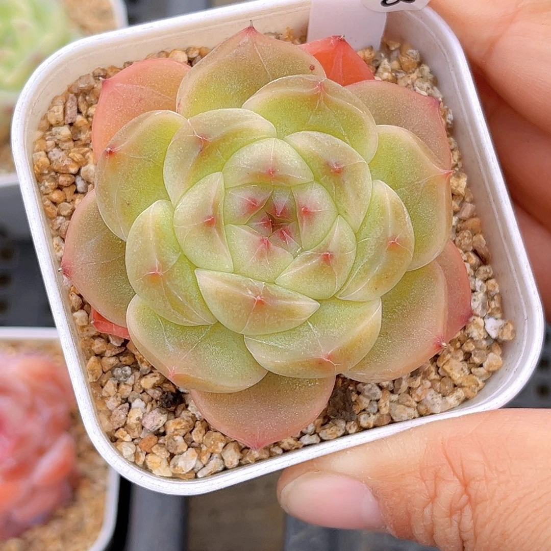 273 琅然珍妮    满18包邮