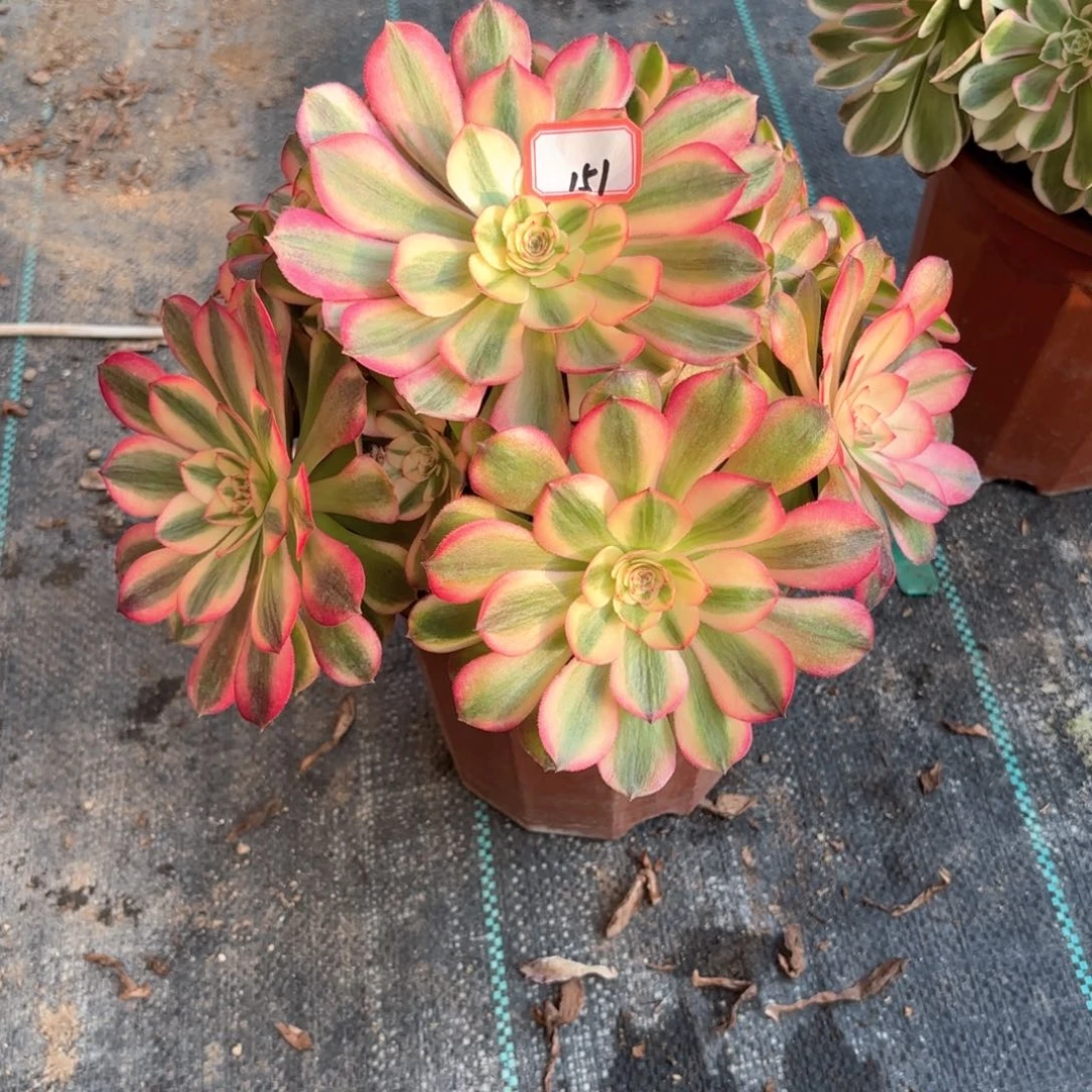 全部花朵151荔枝多肉植物