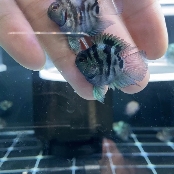 尘***埃鹦鹉鱼微瑕娃娃脸宝蓝一对