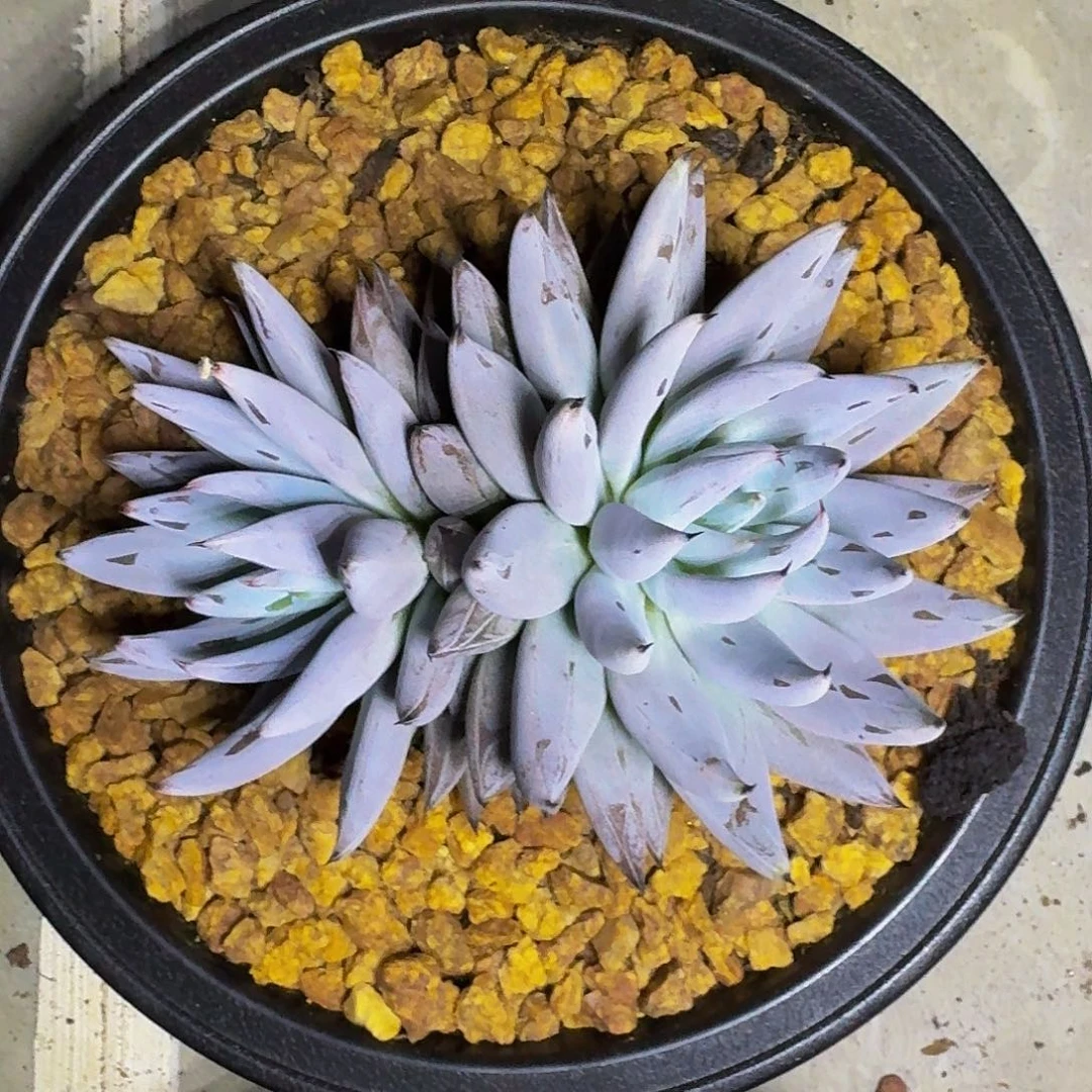 魔爪单头 一物一拍