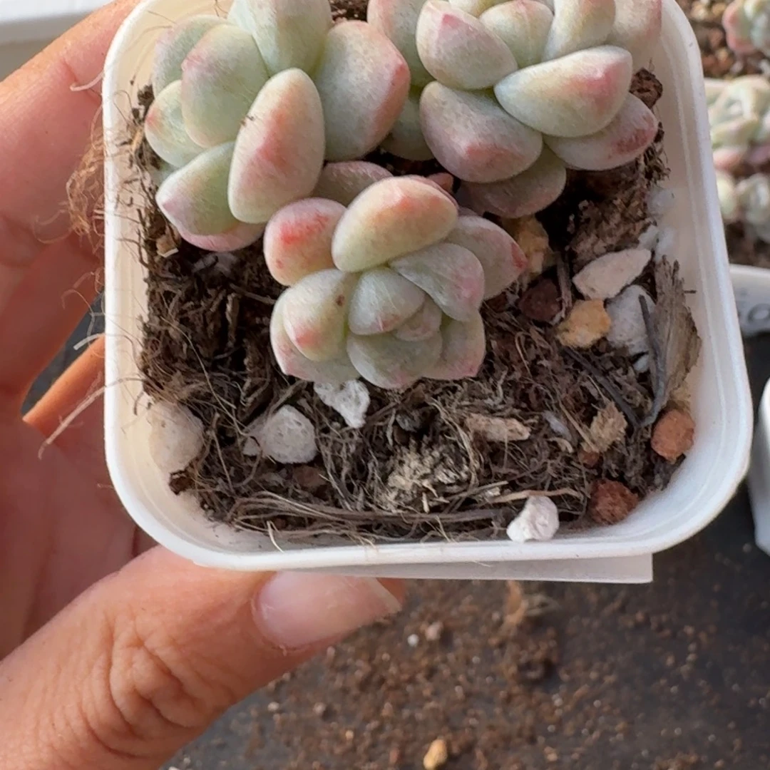 71号到手1颗，江北多肉