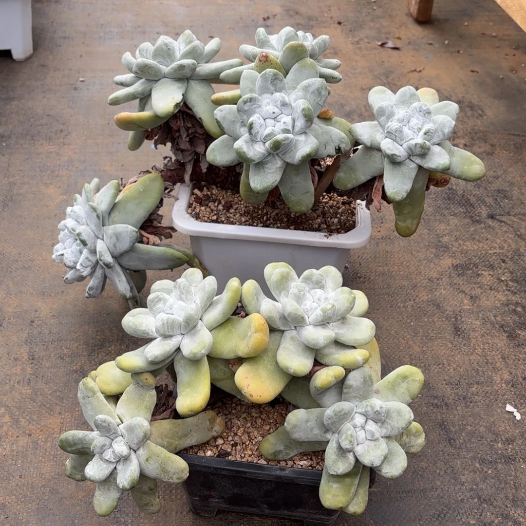 雨***相两颗拇指，仙女杯多肉