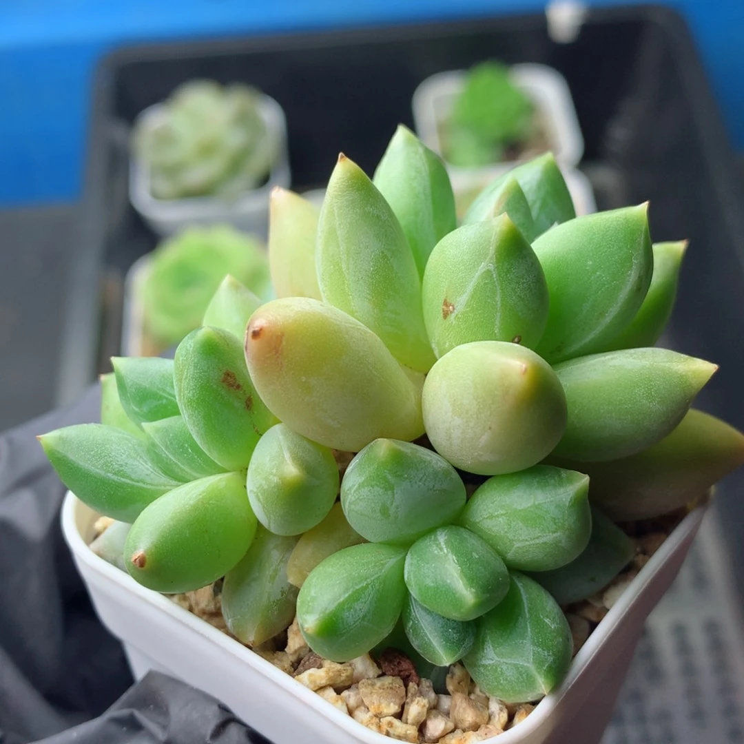 58包邮  群生不包整 101