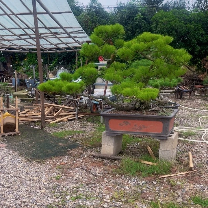 好***啦无花朵黑松盆景庭院盆景