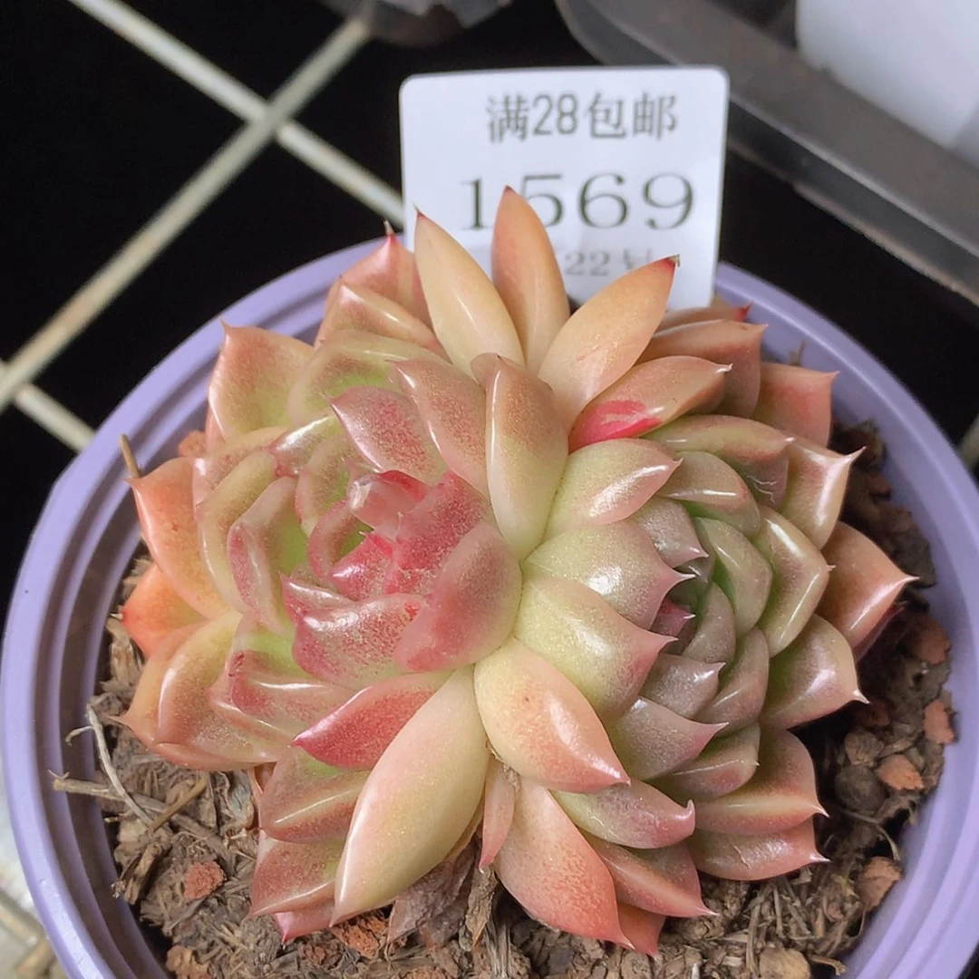【闪购商品】云1569