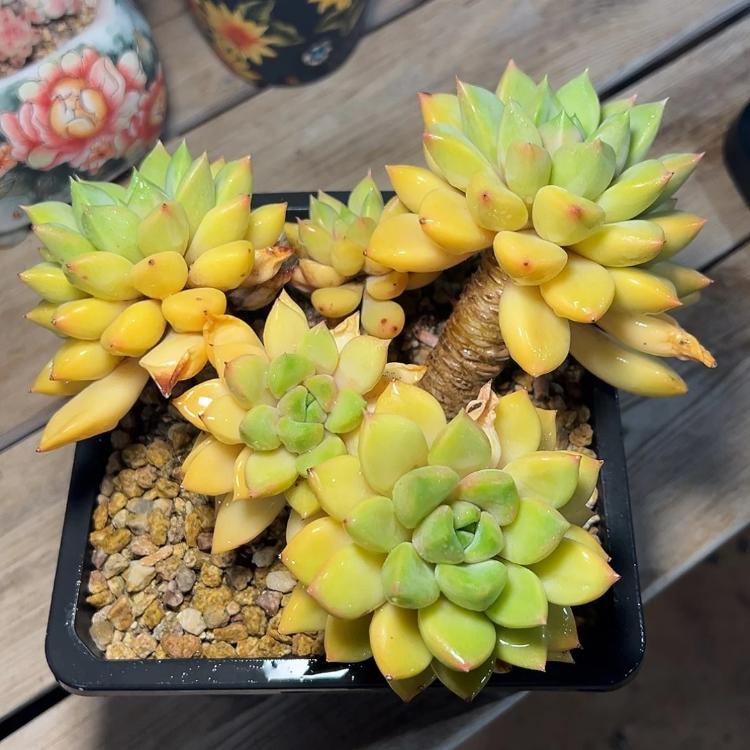 8-26-67精控红象牙