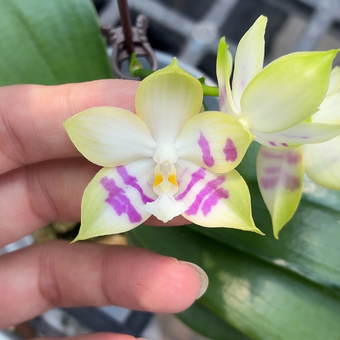 当前无花朵，栽培后可花朵A1864yss1233