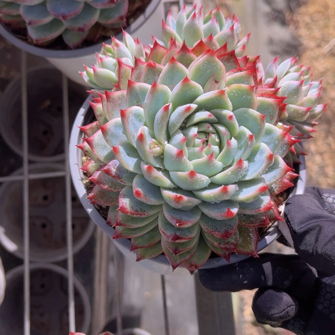 桃夭12公分88888888