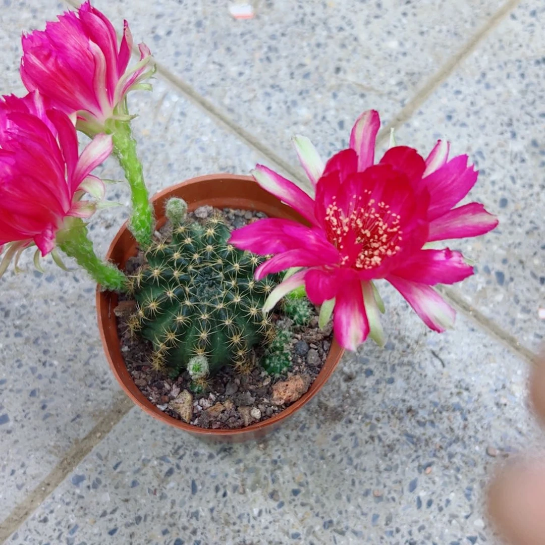 下111丽花根软4公分左右脱土掰花发货