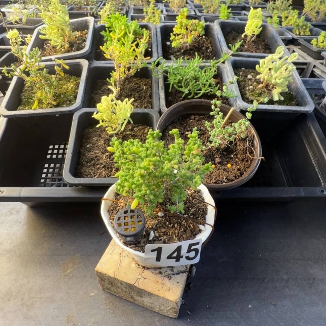 ****鼻枝干番杏多肉植物145