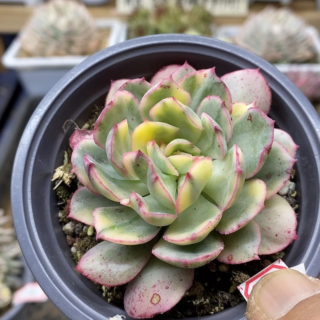 1953 般若锦多肉