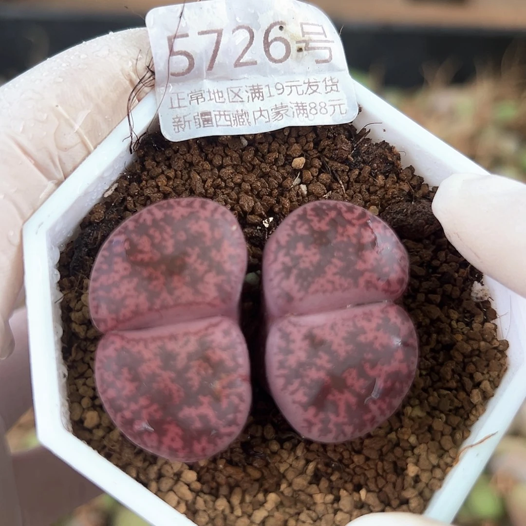 5726 好养易活生石花大母本