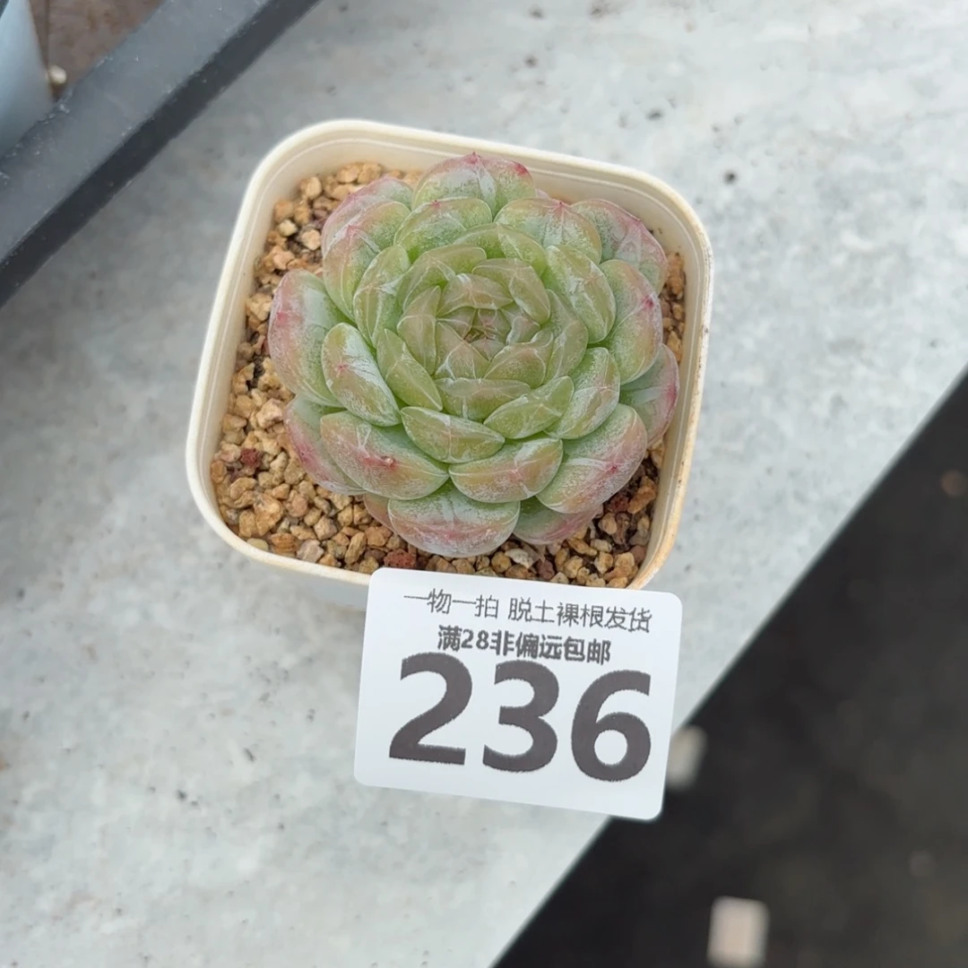 白恋单头无盆土发货