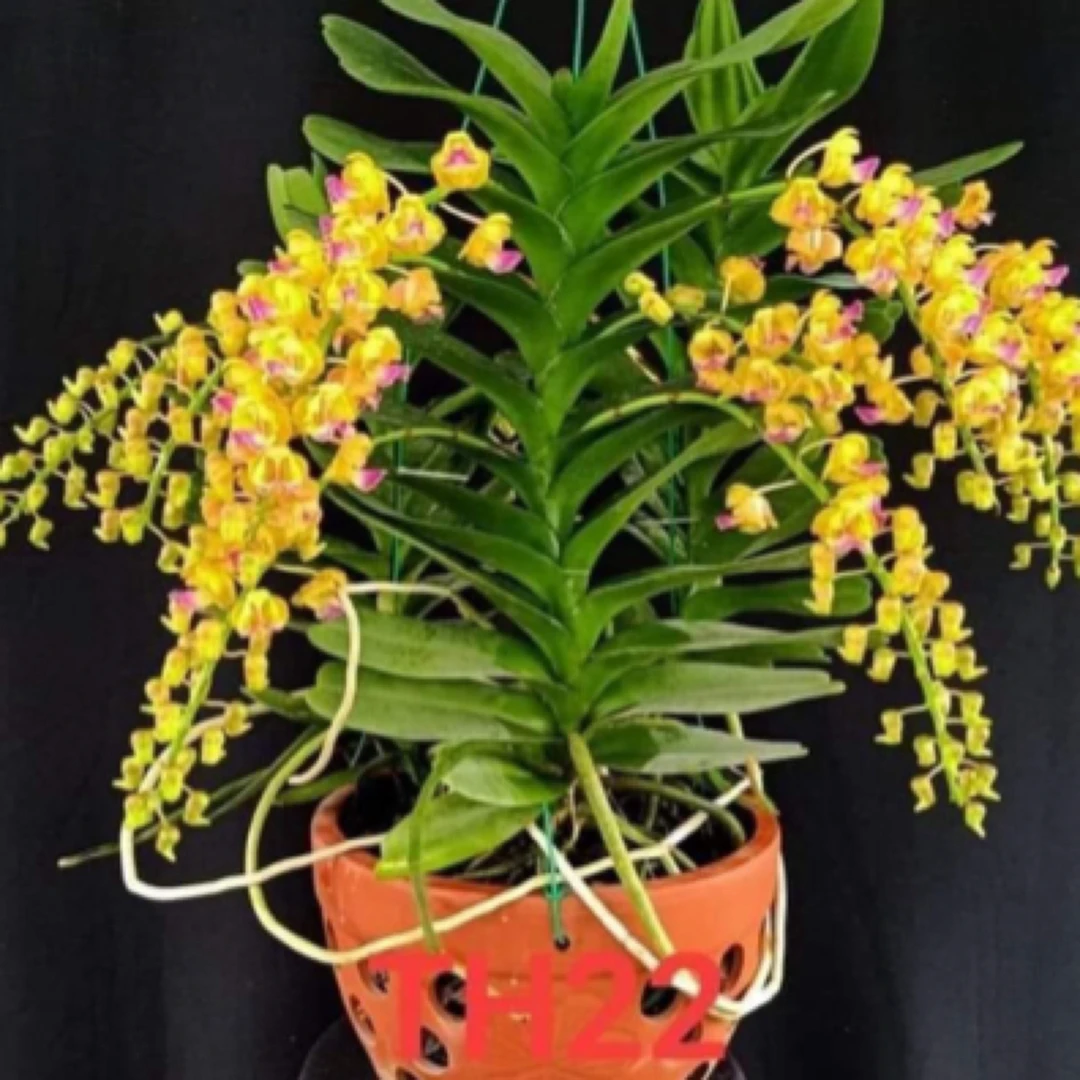 泰国皇家小燕万代兰