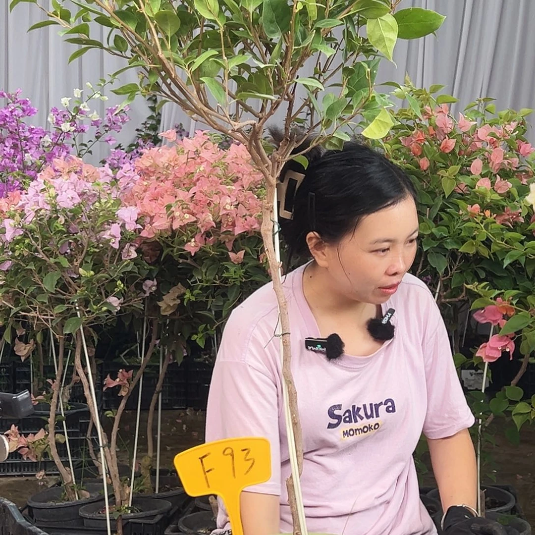 虾****大部分花苞少量开放F93金发