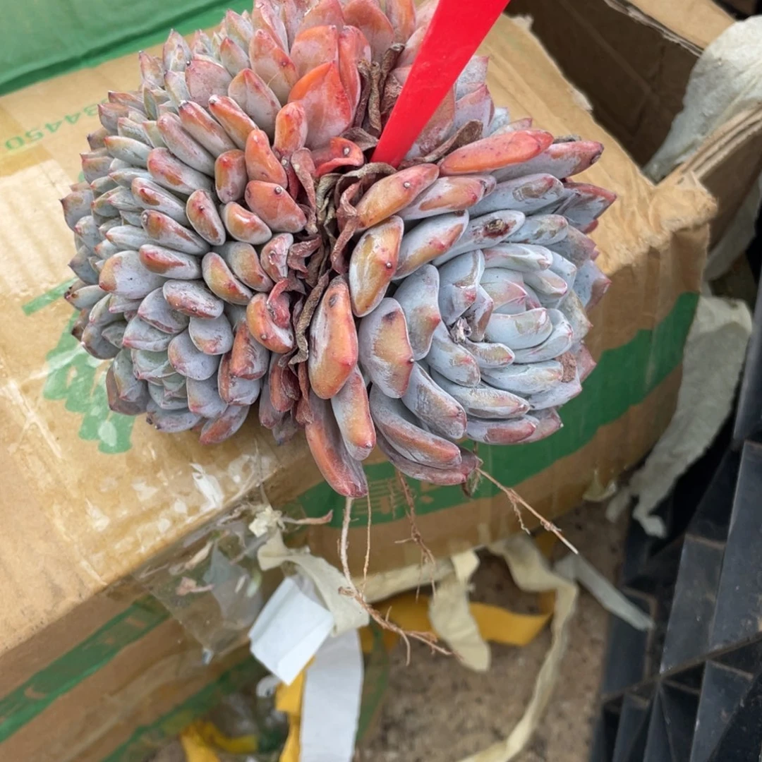 67号星影缀化多头