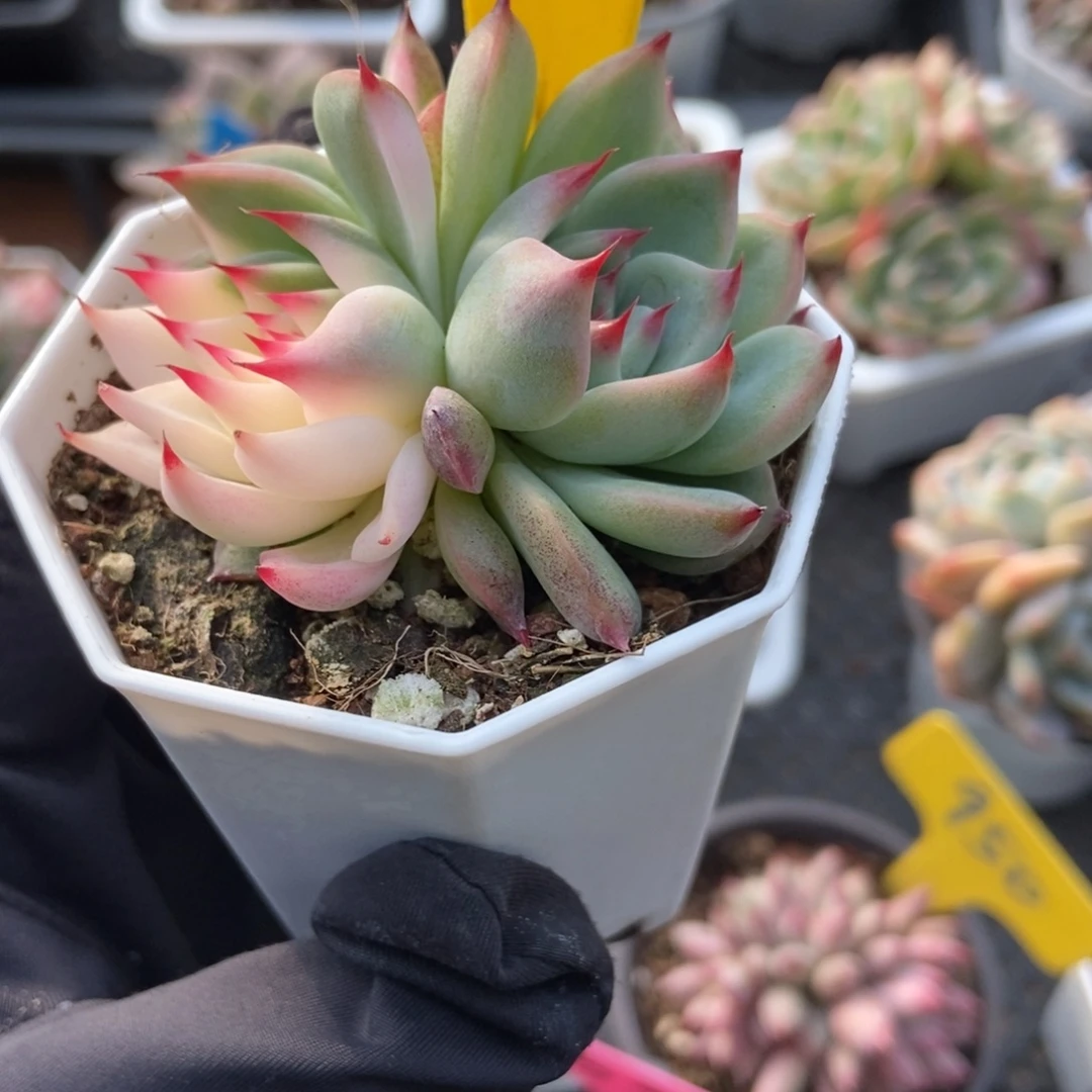 966吉娃娃锦多肉植物了