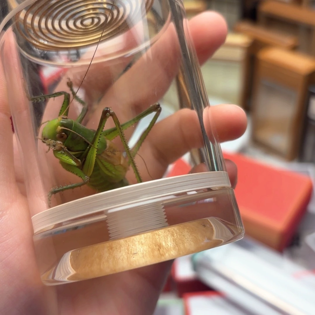 山东威海绿蝈蝈25米包邮