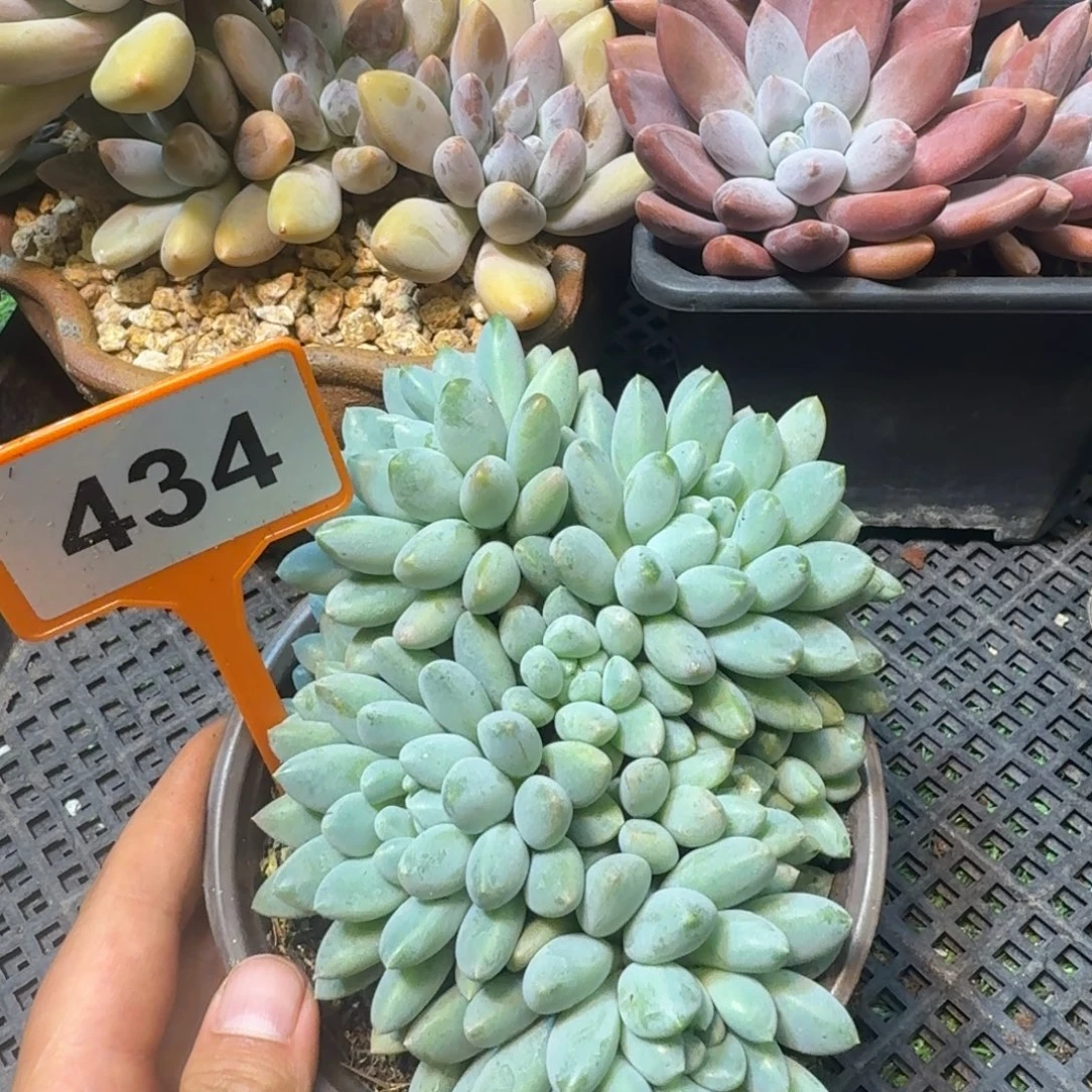 七彩三色奶糖多肉植物434