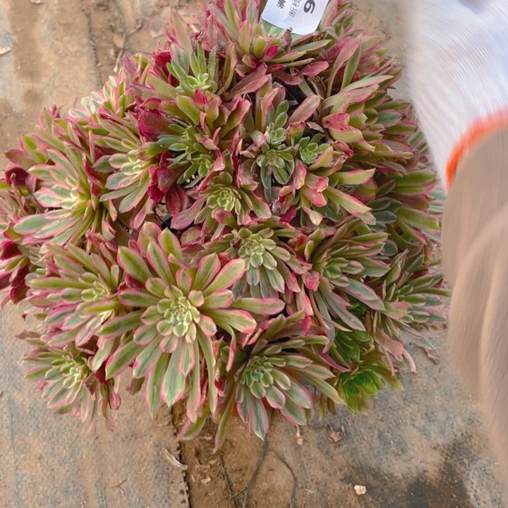 96粉霞法师多肉断枝不售后