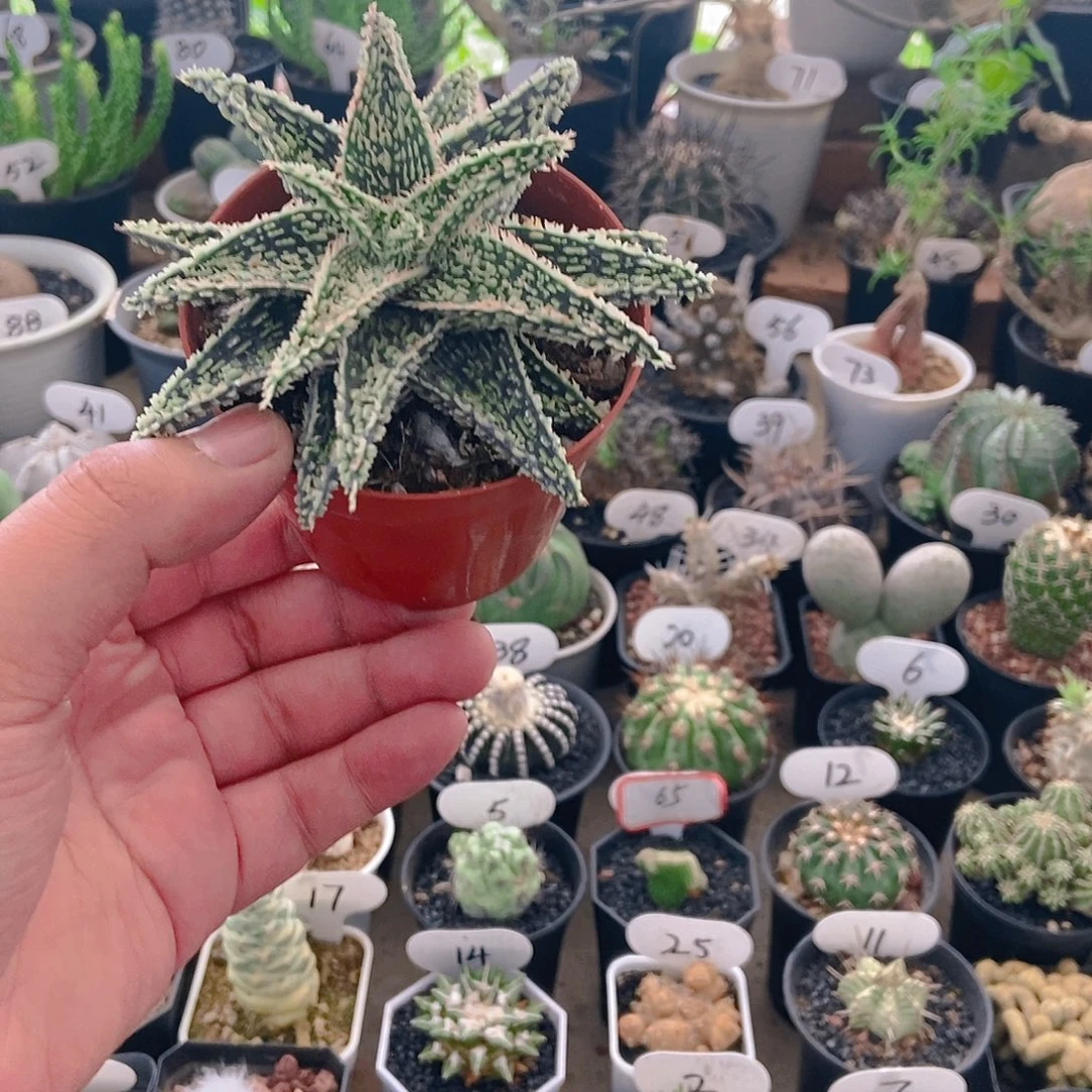 圣诞芦荟一物一拍