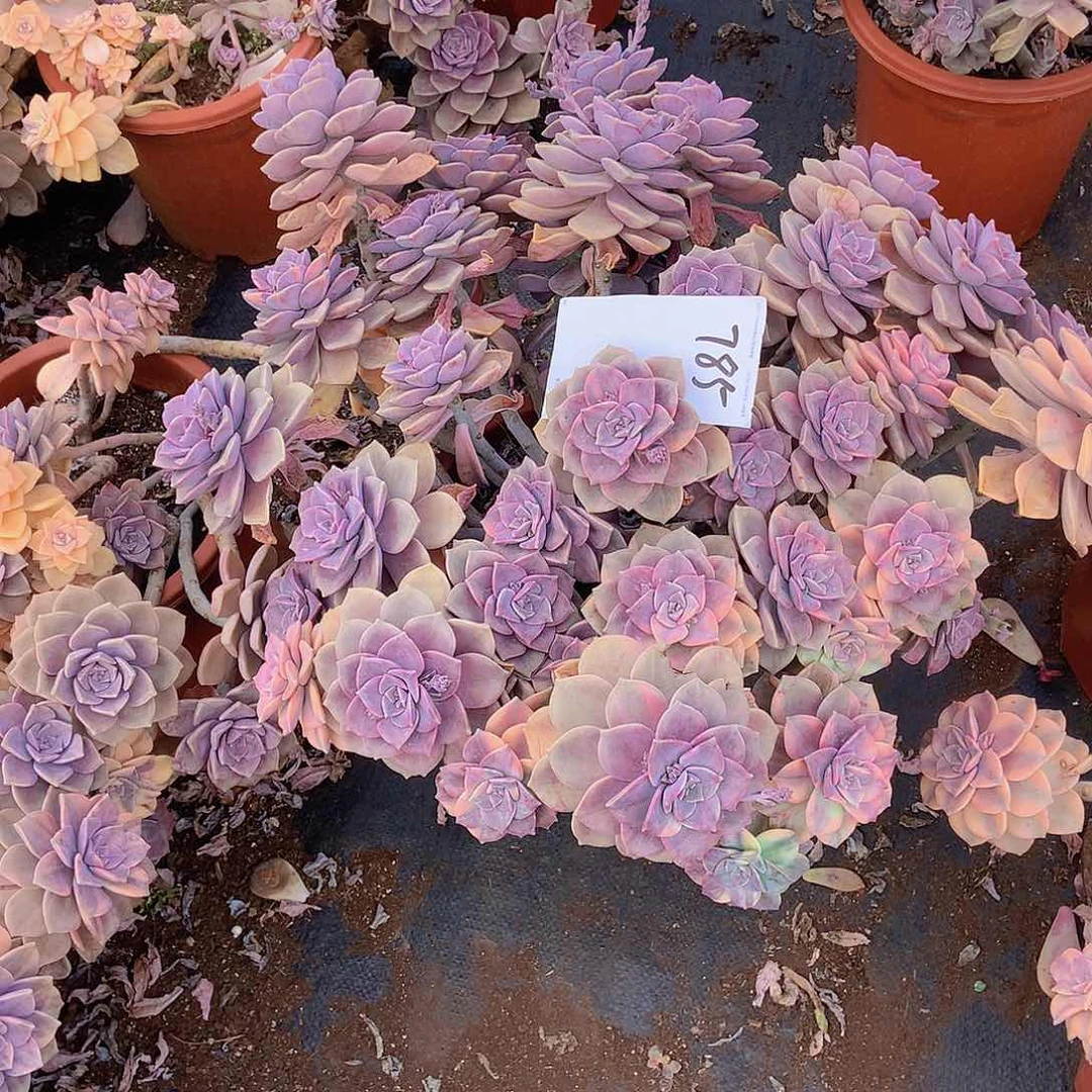 一**妈一物一拍多肉外播紫乐锦785物流自理