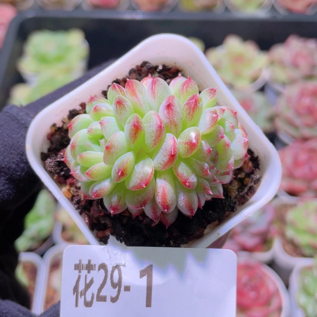 花利美29-1珍妮群