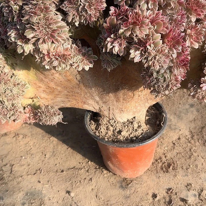 散*缀话吞吐发货缀话