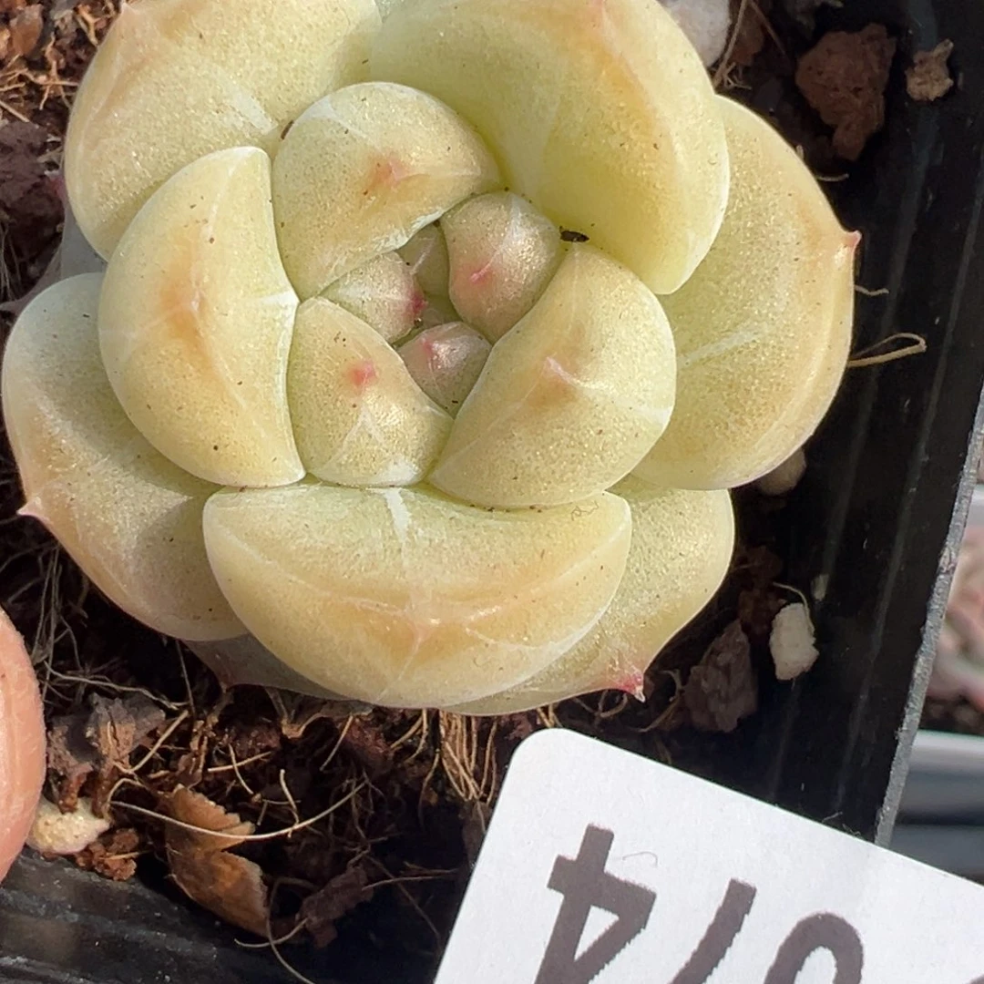 小卡拉米糖心一物一拍29_74