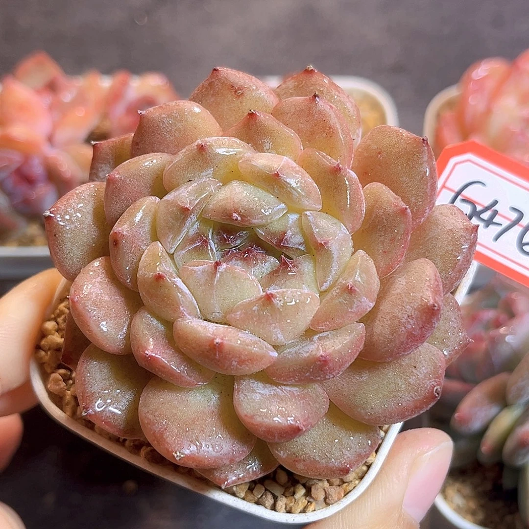 G476 孤品珍妮多肉