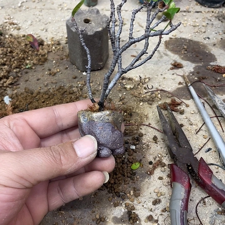 云***啸无花朵海岛春花虫草枝拇指盆